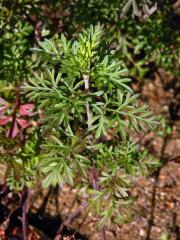 Dvouzubec prutoliský (Bidens ferulifolia (Jacq.) DC.)