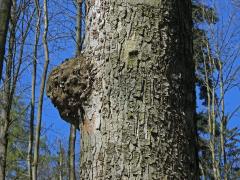 Javor klen (Acer pseudoplatanus L.) s nádorem na kmeni (61b)