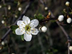 Slivoň obecná (Prunus insititia L.), šestičetný květ (1)