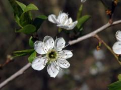 Trnka obecná (Prunus spinosa L.), sedmičetný květ (5)