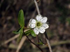 Trnka obecná (Prunus spinosa L.), sedmičetný květ (8)