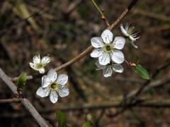 Trnka obecná (Prunus spinosa L.), šestičetný květ (6)