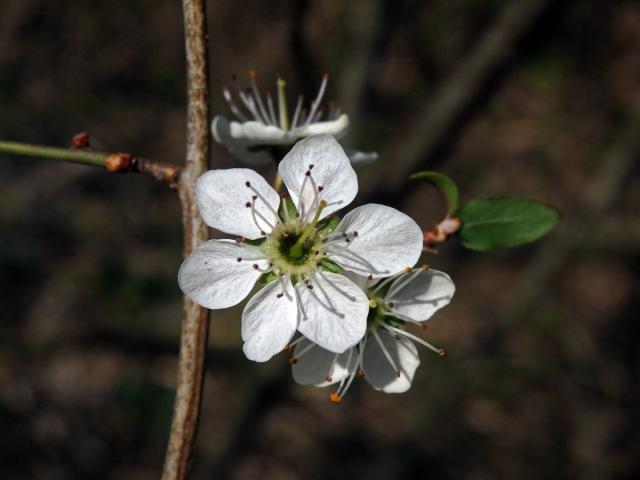 Trnka obecná (Prunus spinosa L.), šestičetný květ (6b)