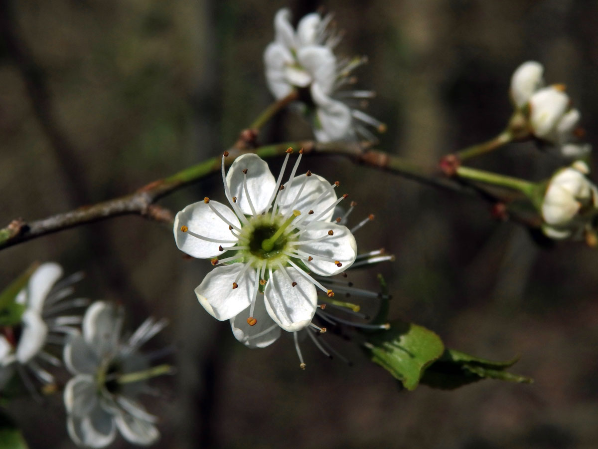 Trnka obecná (Prunus spinosa L.), šestičetný květ (7)