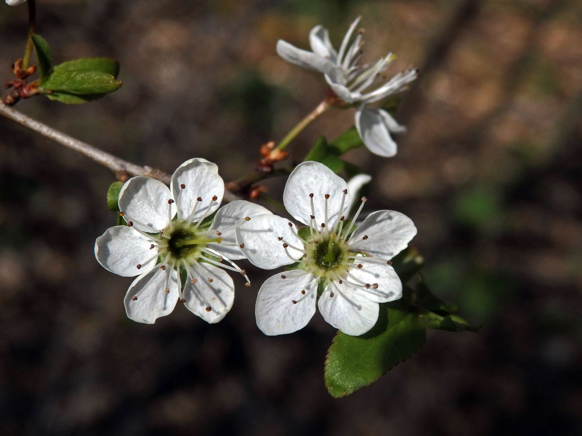 Trnka obecná (Prunus spinosa L.), šestičetný květ (8)