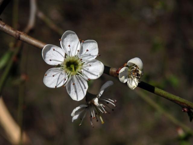 Trnka obecná (Prunus spinosa L.), šestičetný květ (10)