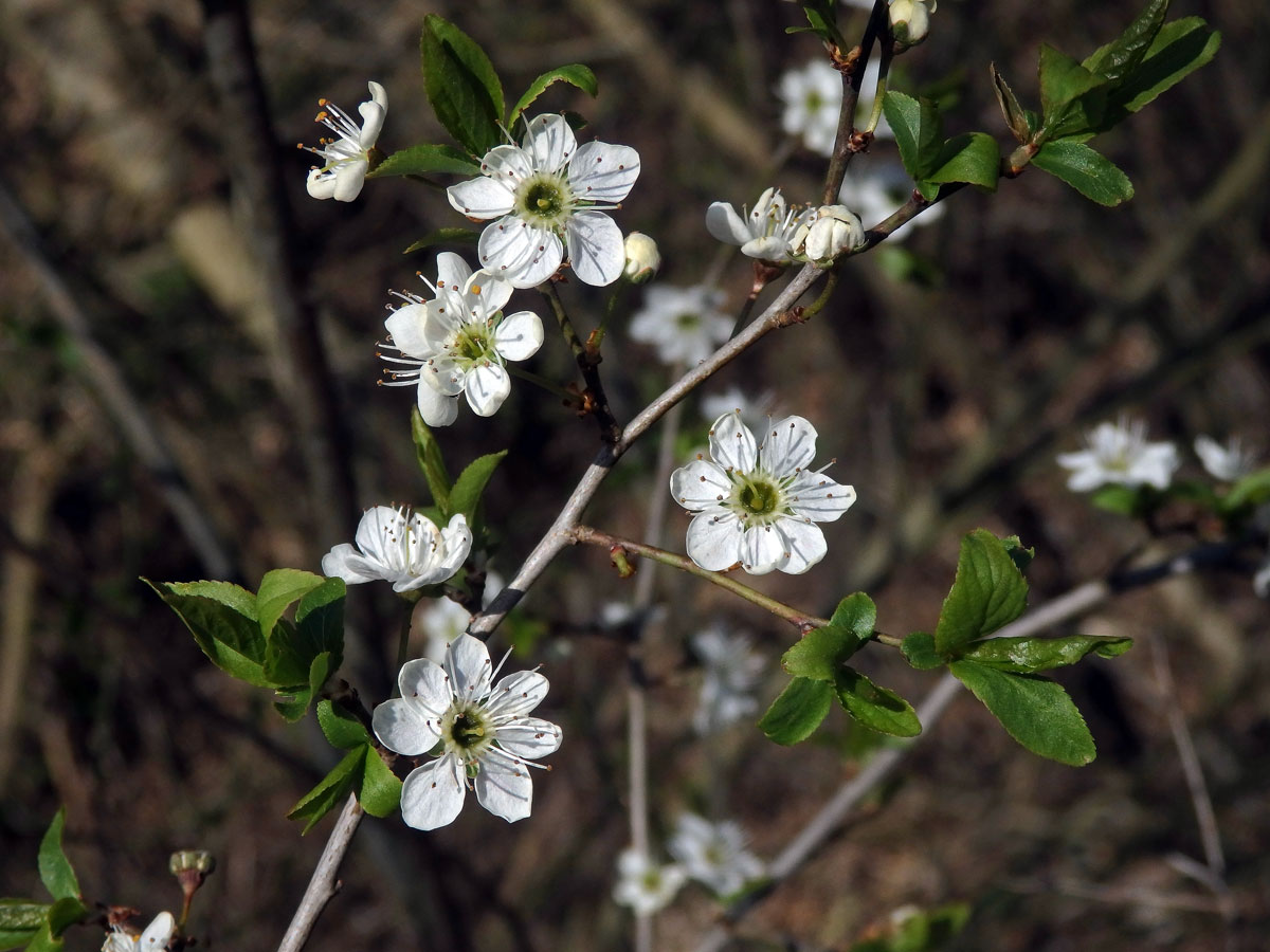 Trnka obecná (Prunus spinosa L.), vícečetné květy (1)