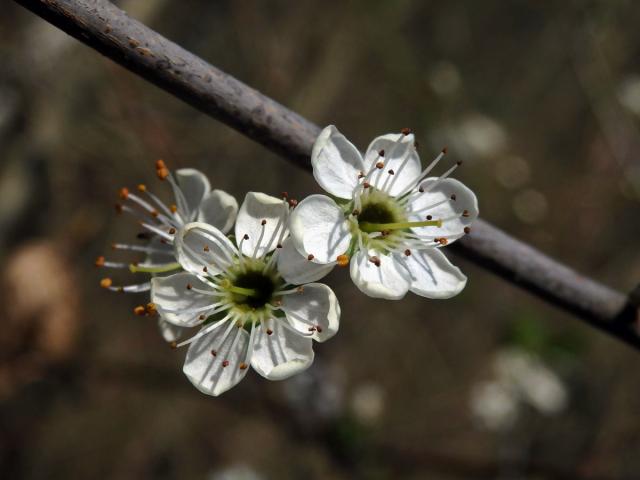 Trnka obecná (Prunus spinosa L.), vícečetné květy (2)