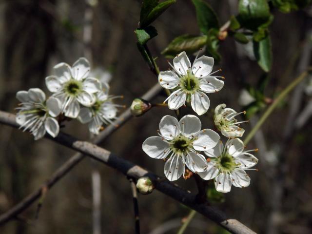 Trnka obecná (Prunus spinosa L.), vícečetné květy (4)