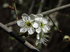 Trnka obecná (Prunus spinosa L.), vícečetné květy (5)