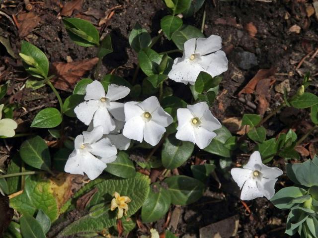 Barvínek menší (Brčál barvínek) (Vinca minor L.) s bílými květy (2a)