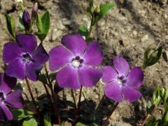Barvínek menší (Brčál barvínek) (Vinca minor L.) s fialově zbarvenými květy (2)