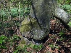 Nádor na buku lesním (Fagus sylvatica L.) (36a)