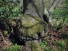 Nádor na buku lesním (Fagus sylvatica L.) (36b)