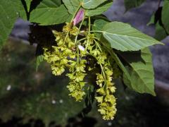 Javor řídkokvětý (Acer laxiflorum Pax)    