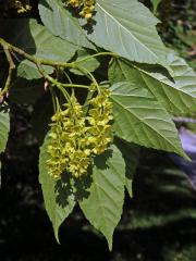 Javor řídkokvětý (Acer laxiflorum Pax)