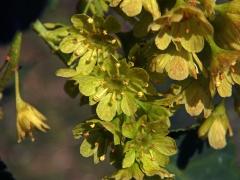 Javor řídkokvětý (Acer laxiflorum Pax)