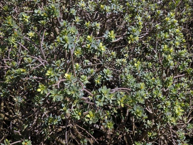 Pryšec (Euphorbia balsamifera Ait.)