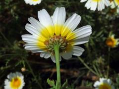 Kopretina věncová (Chrysanthemum coronarium L.)