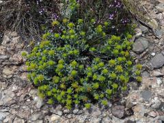 Ožanka polejová (Teucrium polium subsp. aureum (Schreber) Arcangeli)