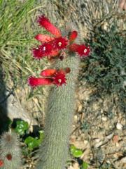Cleistocactus Lemaire 