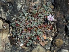 Pumpava (Erodium foetidum (L.) L'Hér.)