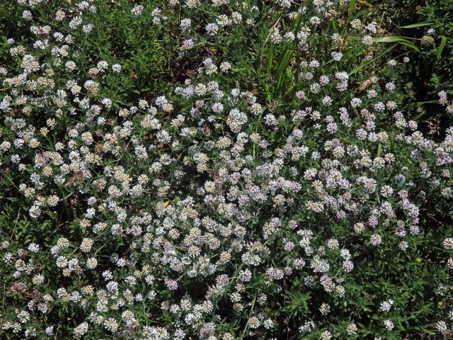 Bílojetel bylinný (Dorycnium herbaceum Vill.)