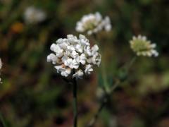 Bílojetel bylinný (Dorycnium herbaceum Vill.)