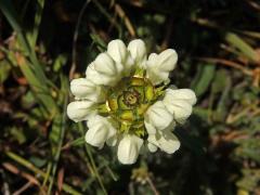 Černohlávek dřípený (Prunella lacinata L.)