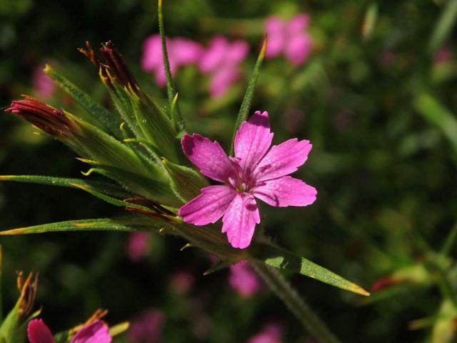 Hvozdík svazčitý (Dianthus almeria L.), šestičetný květ (1)