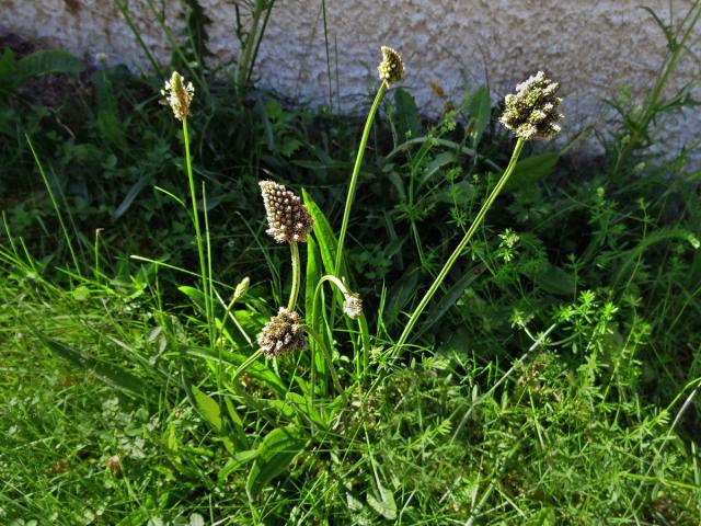 Jitrocel kopinatý (Plantago lanceolata L.) - větvené květenství (11a)