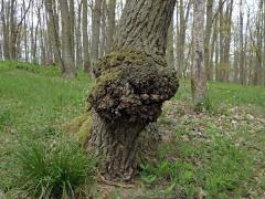 Nádor na dubu letním (Quercus robur L.) (50b)