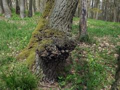 Nádor na dubu letním (Quercus robur L.) (50c)