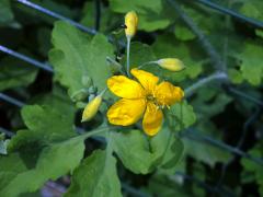 Vlaštovičník větší (Chelidonium majus L.) - pětičetný květ (4)