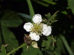 Ostružiník ježiník (Rubus caesius L.) - čtyřčetný květ (6)