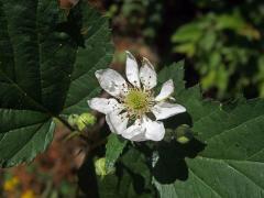 Ostružiník křovitý (Rubus fruticosus L. agg.) - jedenáctičetný květ (1)