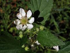 Ostružiník křovitý (Rubus fruticosus L. agg.) - osmičetný květ (4)