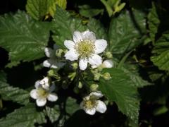 Ostružiník ježiník (Rubus caesius L.) - sedmičetný květ (3)