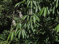 Jírovec japonský (Aesculus turbinata Blume)