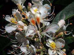 Jírovec japonský (Aesculus turbinata Blume)