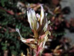 Kozinec (Astragalus monsspessulanus subsp. gypsophilus)