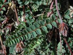 Kozinec (Astragalus monsspessulanus subsp. gypsophilus)