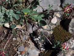 Úročník (Anthylis vulneraria subsp. maura (Beck) Maire)   