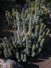 Pryšec (Euphorbia caerulescens Haw.)