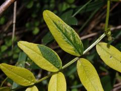 Vikev plotní (Vicia sepium L.), panašovaná rostlina (1d)