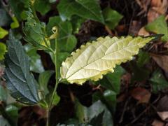 Břestovec jižní (Celtis australis L.), výhonek s panašovanými listy (2c)