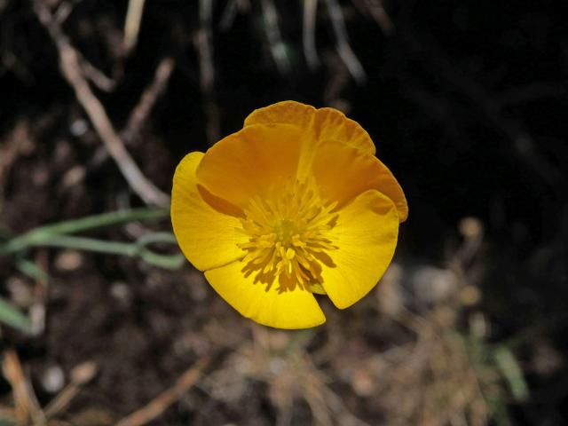 Pryskyřník (Ranunculus gramineus L.), šestičetný květ (6)