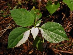 Netýkavka malokvětá (Impatiens parvoflora DC.) (1a)