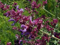 Šalvěj (Salvia canariensis L.)
