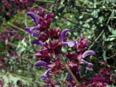 Šalvěj (Salvia canariensis L.)